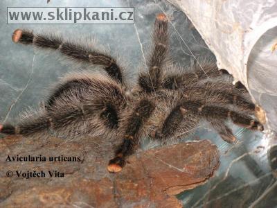 Avicularia-urticans