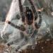 Avicularia urticans