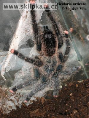 Avicularia_urticans