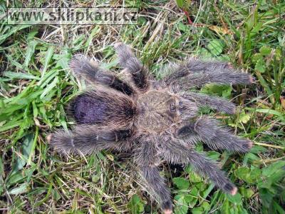 Avicularia_urticans