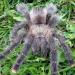 Avicularia urticans