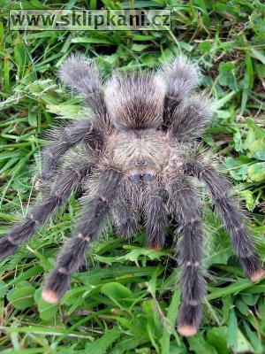 Avicularia-urticans