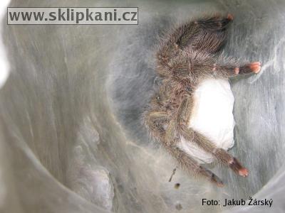 Avicularia_urticans