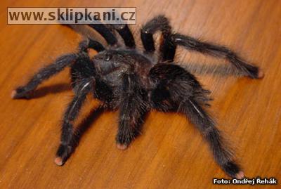 Avicularia_velutina