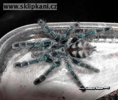 Avicularia_versicolor