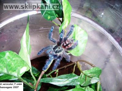 Avicularia-versicolor