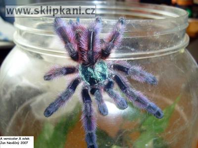 Avicularia_versicolor