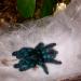 Avicularia versicolor
