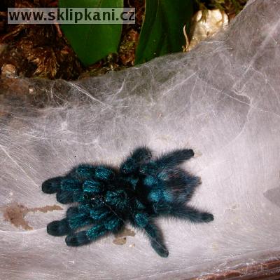 Avicularia_versicolor