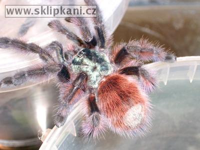 Avicularia_versicolor