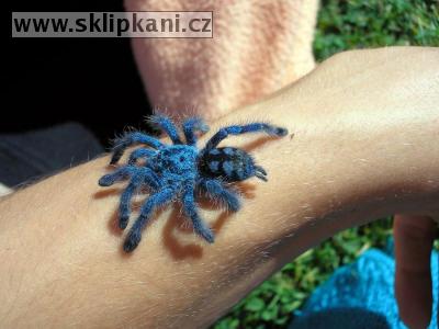 Avicularia-versicolor