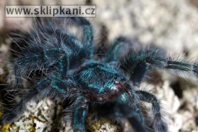 Avicularia-versicolor