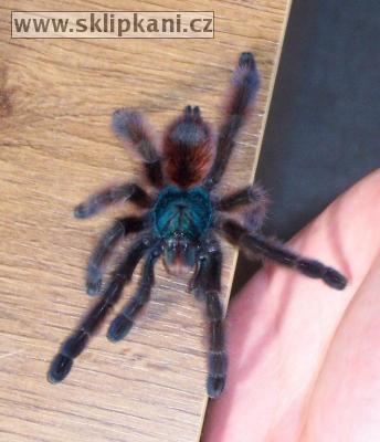 Avicularia_versicolor