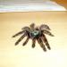 Avicularia versicolor