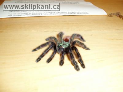 Avicularia_versicolor