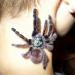 Avicularia versicolor