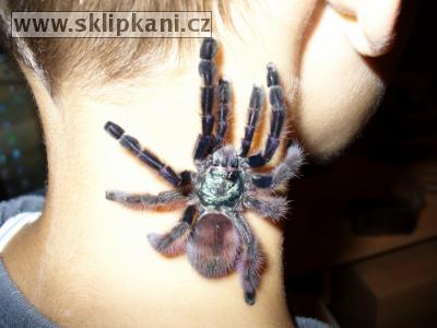 Avicularia-versicolor