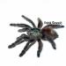 Avicularia versicolor