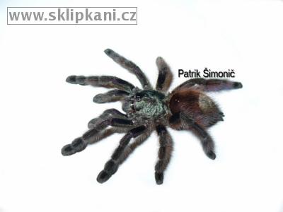 Avicularia-versicolor