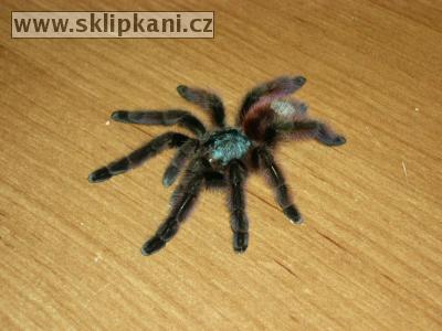 Avicularia_versicolor