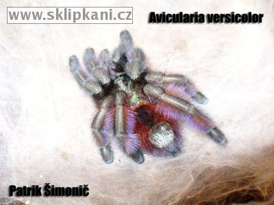 Avicularia-versicolor