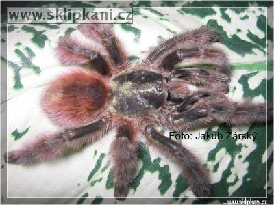 Avicularia_versicolor