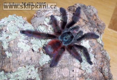 Avicularia_versicolor