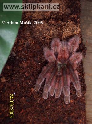 Avicularia_versicolor