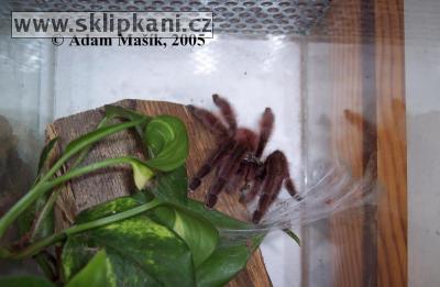 Avicularia-versicolor