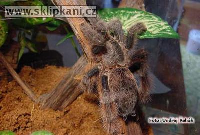 Avicularia