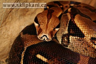 Boa_constrictor