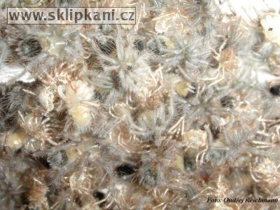 Brachypelma-albopilosum-vagans