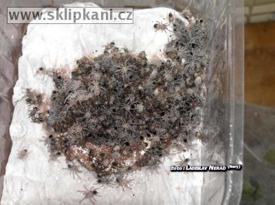 Brachypelma_albopilosum