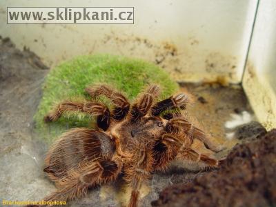 Brachypelma-albopilosum