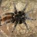 Brachypelma albopilosum-vagans