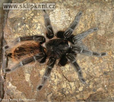 Brachypelma-albopilosum-vagans