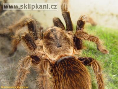 Brachypelma-albopilosum