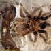 Brachypelma albopilosum