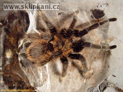 Brachypelma_albopilosum