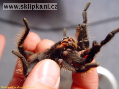 Brachypelma-albopilosum