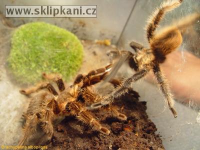 Brachypelma_albopilosum