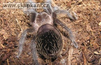 Brachypelma_albopilosum