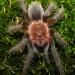 Brachypelma albopilosum