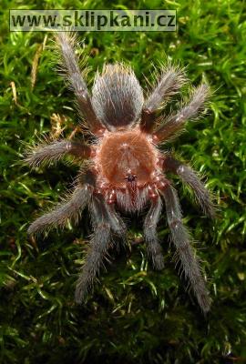 Brachypelma-albopilosum