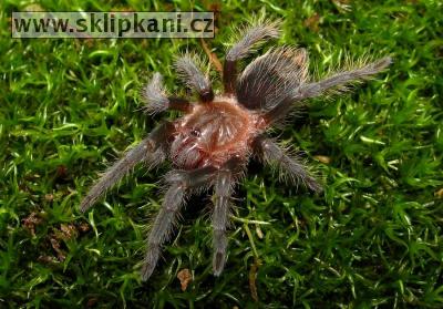 Brachypelma_albopilosum