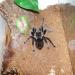 Brachypelma albopilosum