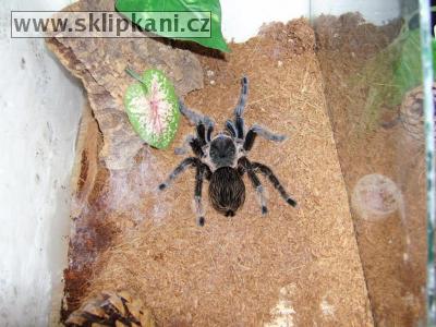 Brachypelma-albopilosum