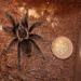 Brachypelma albopilosum