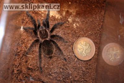 Brachypelma_albopilosum