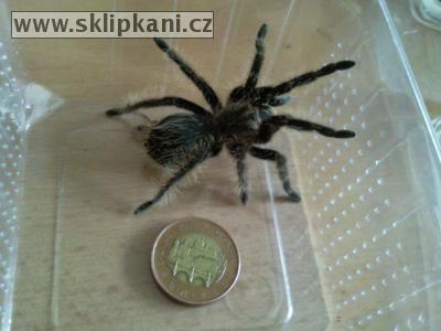 Brachypelma-albopilosum